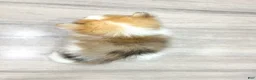 Pomeranian dogs for sale: Sandy - Ad 4
