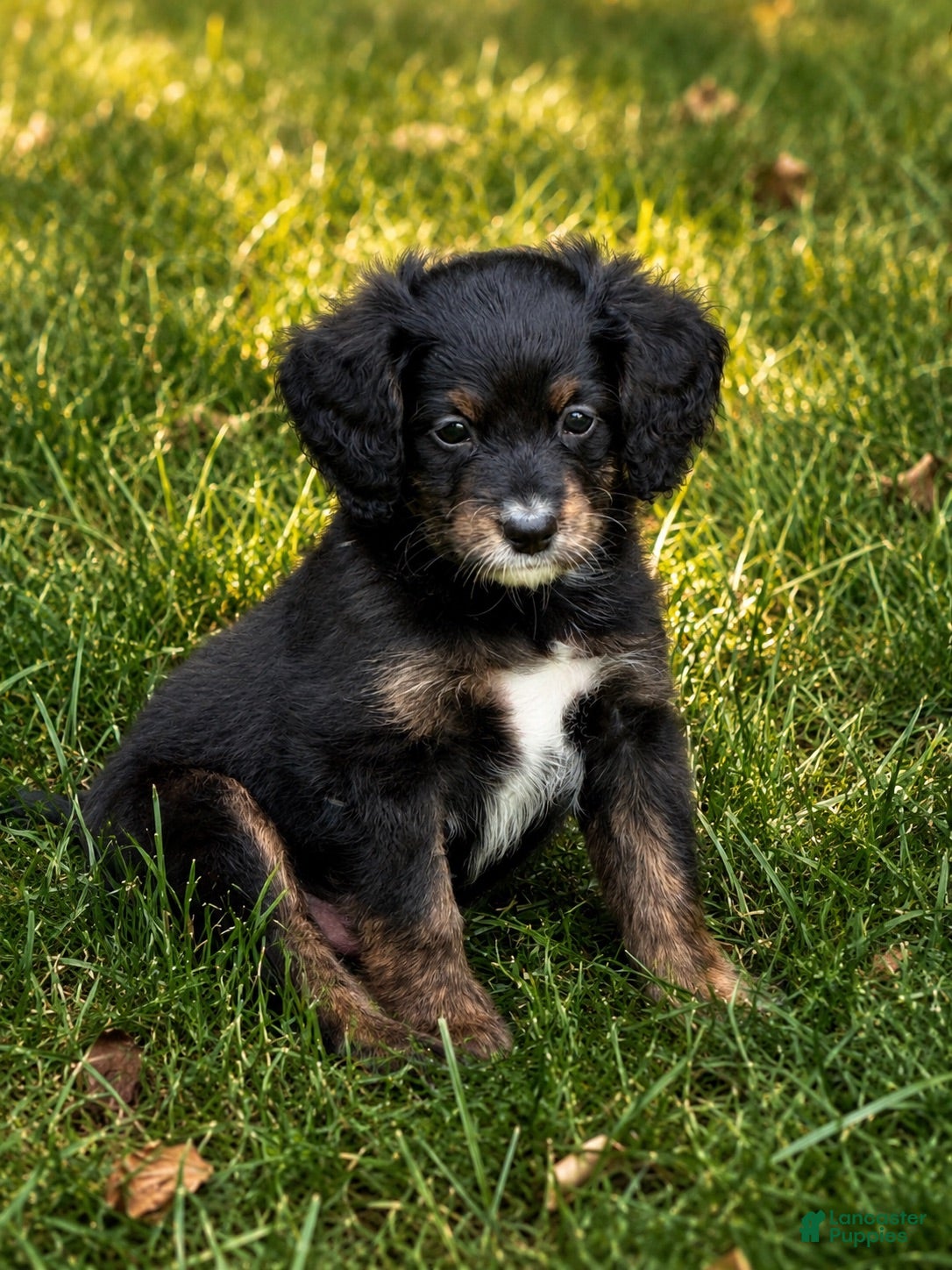 Mini Bernedoodle dogs Haymitch - Ad 2