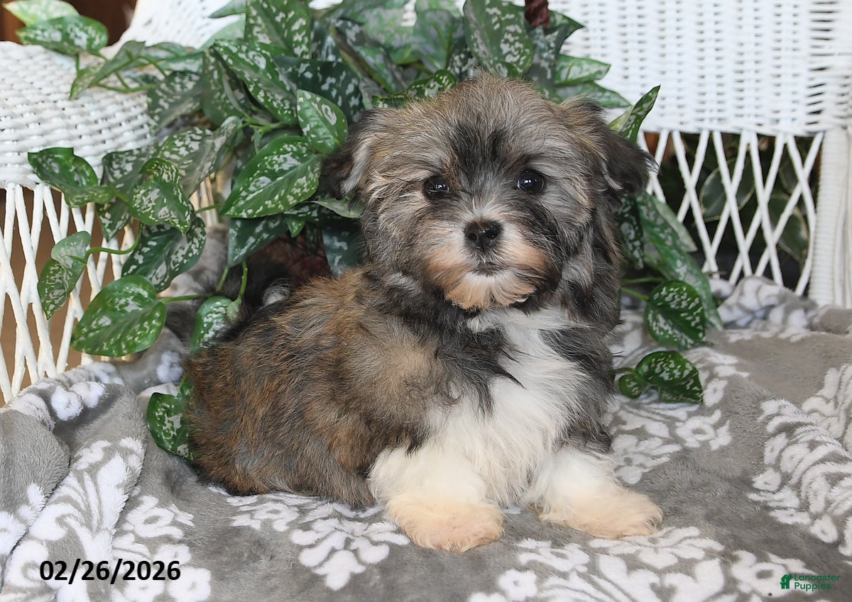 Havanese dogs Olive - Ad 2