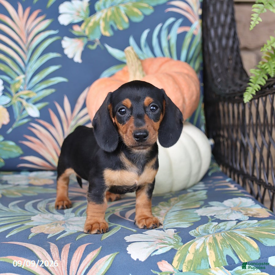Miniature Dachshund dogs Harper - Ad 1