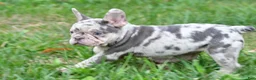 French Bulldog dogs for sale: Roxy - Ad 19