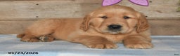 Golden Retriever dogs for sale: Benny - Ad 2