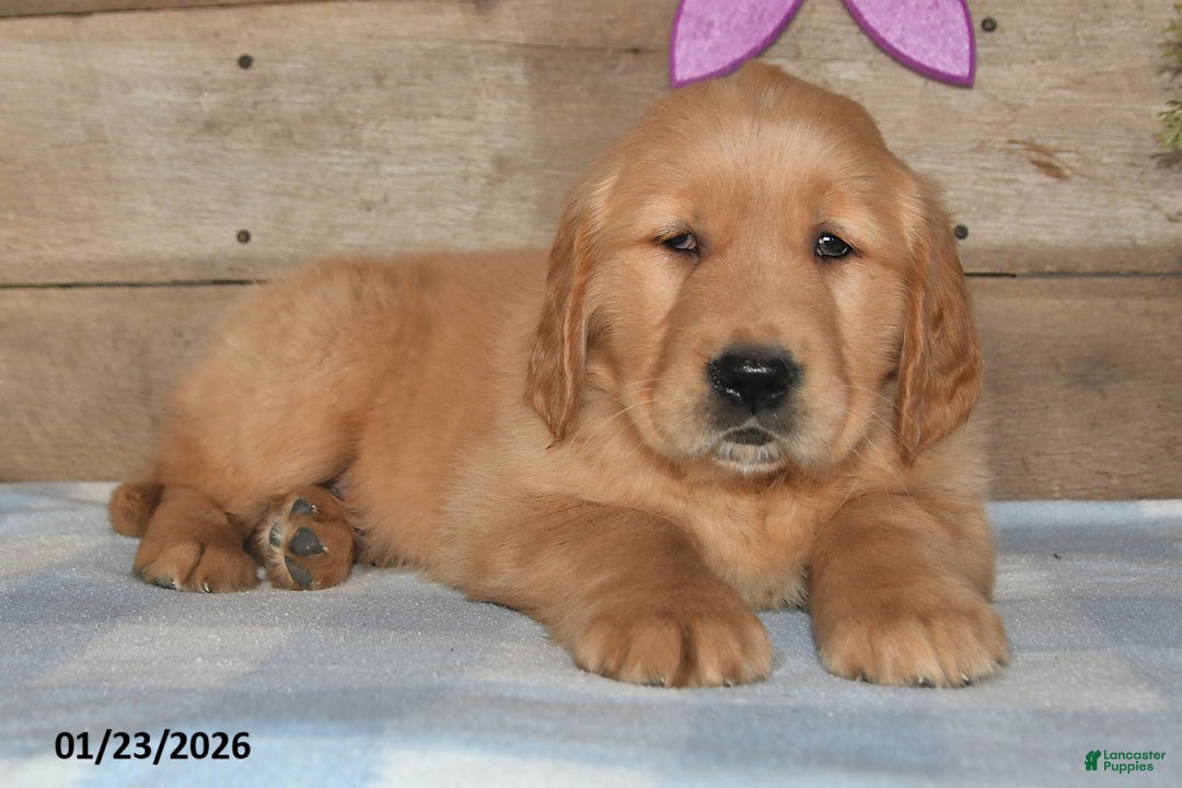 Golden Retriever dogs for sale: Benny - Ad 2