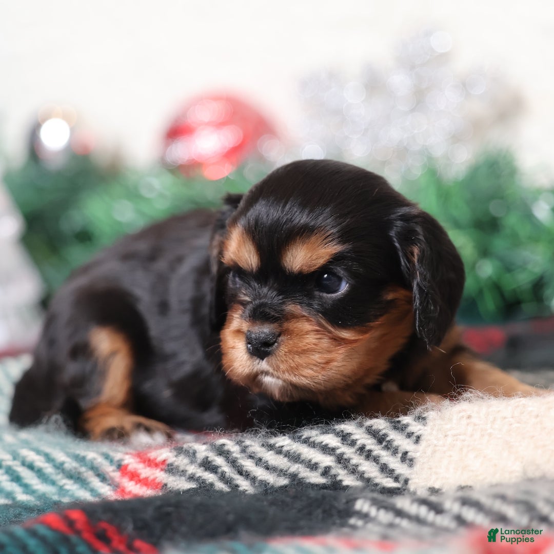 Cavalier King Charles Spaniel dogs for sale: Nora | Genetically Screened  - Ad 5