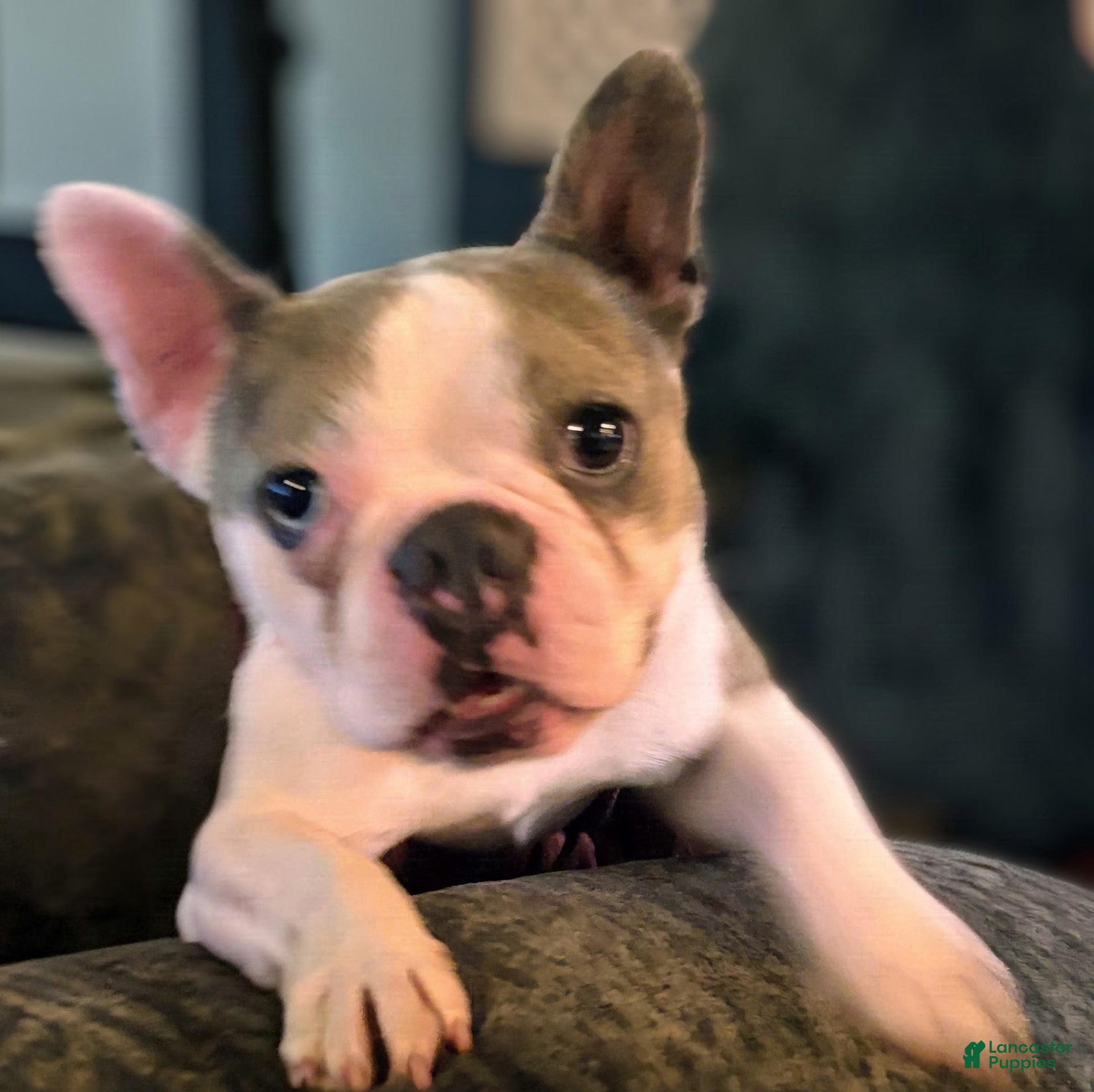 Frenchton dogs Frenchton 1 - Ad 7