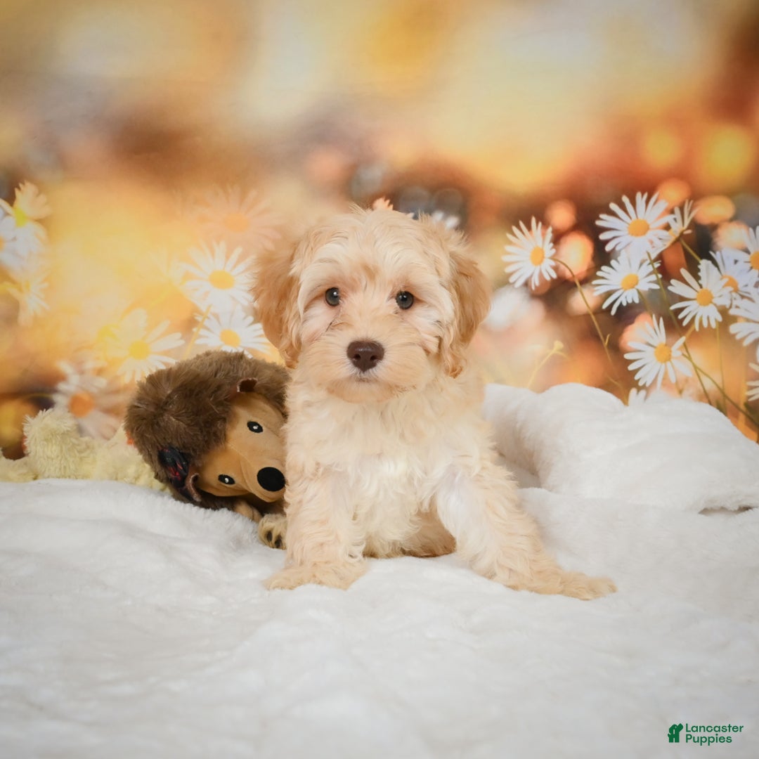 Cockapoo dogs for sale: Cabby - Ad 5