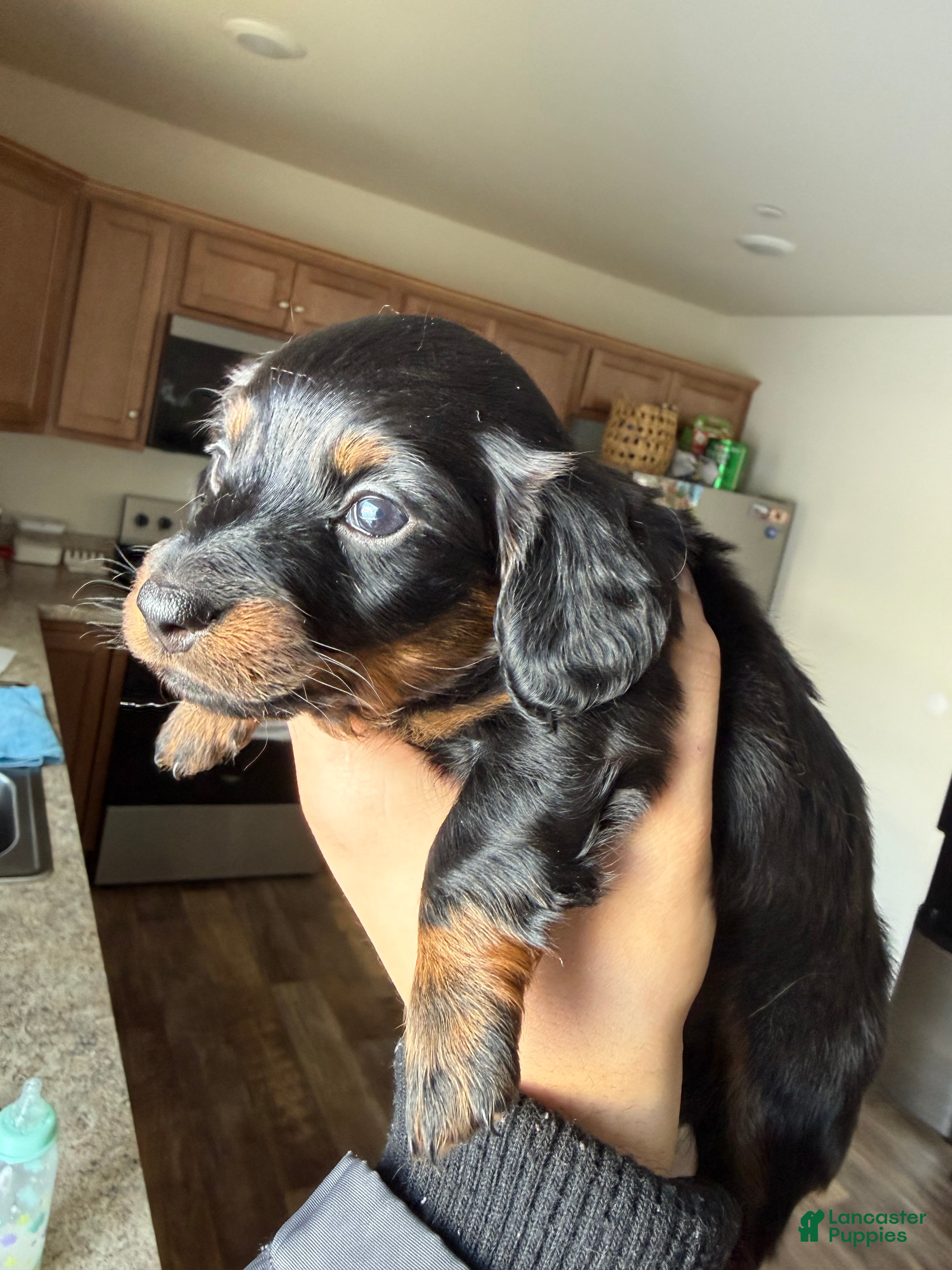 Dachshund dogs Dachshund Puppy 1 - Ad 2