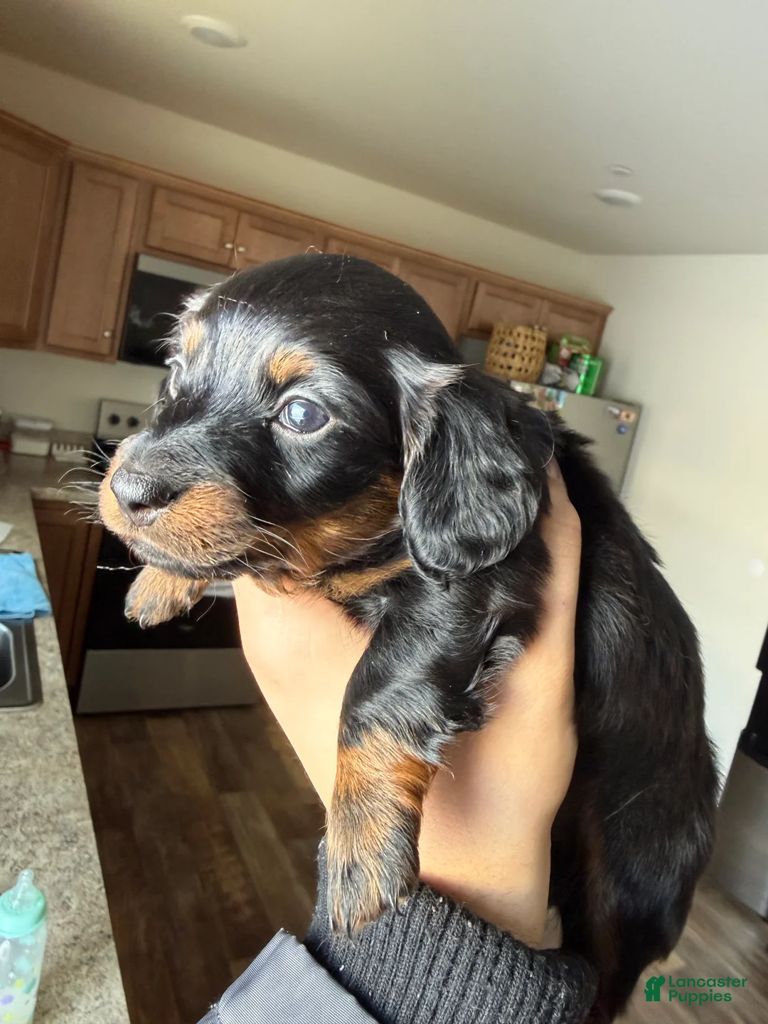 Dachshund dogs for sale: Dachshund Puppy 1 - Ad 2