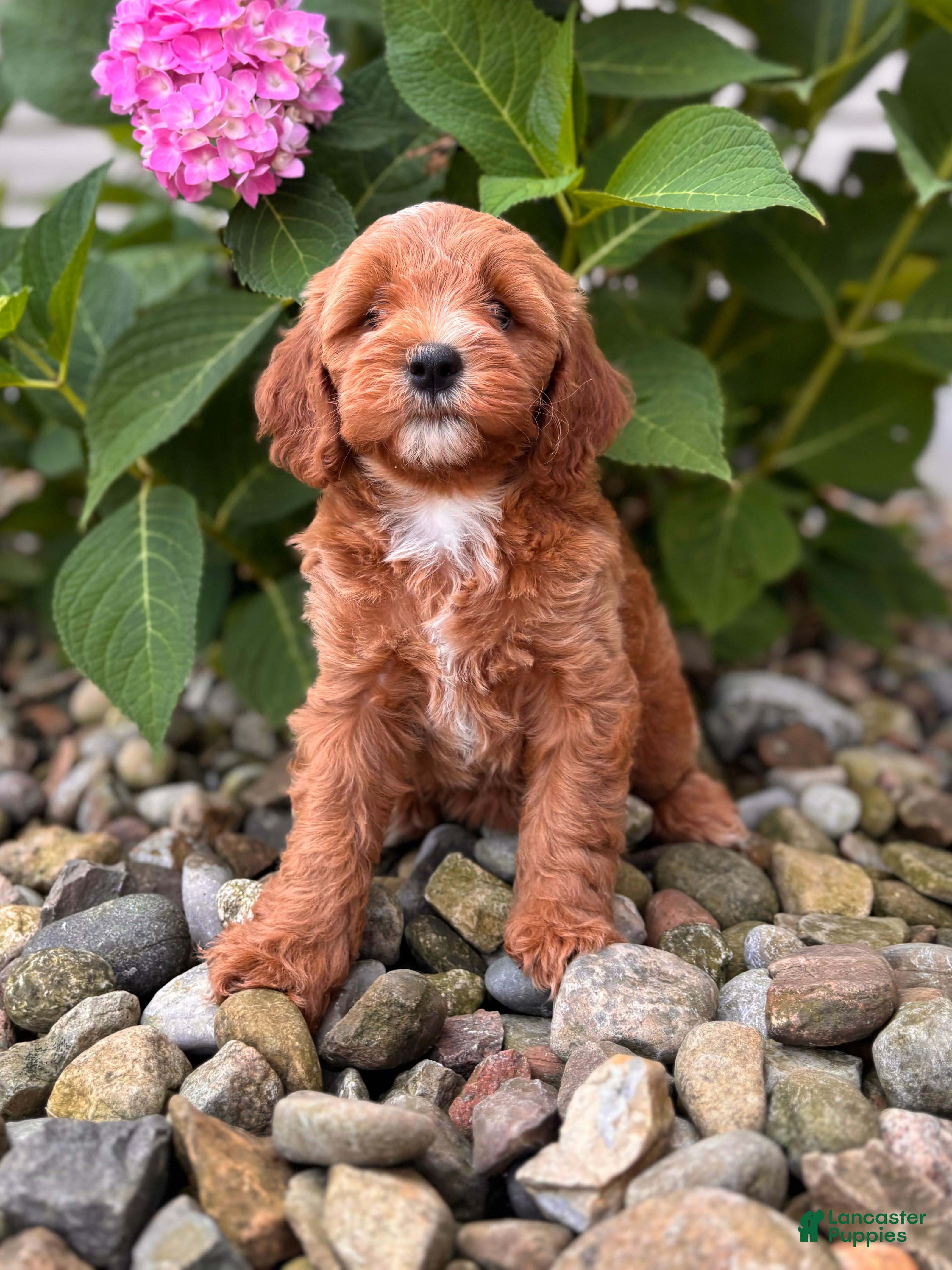Whoodle dogs Mini Minnesota (Minnie) - Ad 1