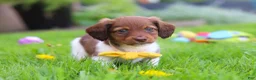 Miniature Dachshund dogs for sale: Archie - Ad 7