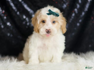 Yorkiepoo dogs Hurricane - Ad 16