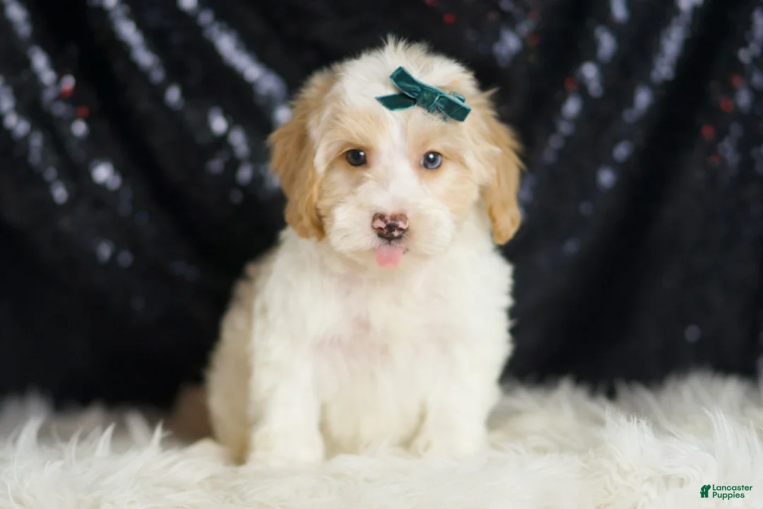 Yorkiepoo dogs for sale: Hurricane - Ad 1