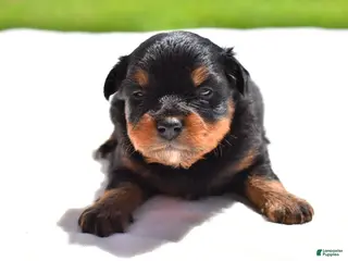 Toy Australian Shepherd dogs Toy Australian Shepherd Puppy 4 - Ad 12