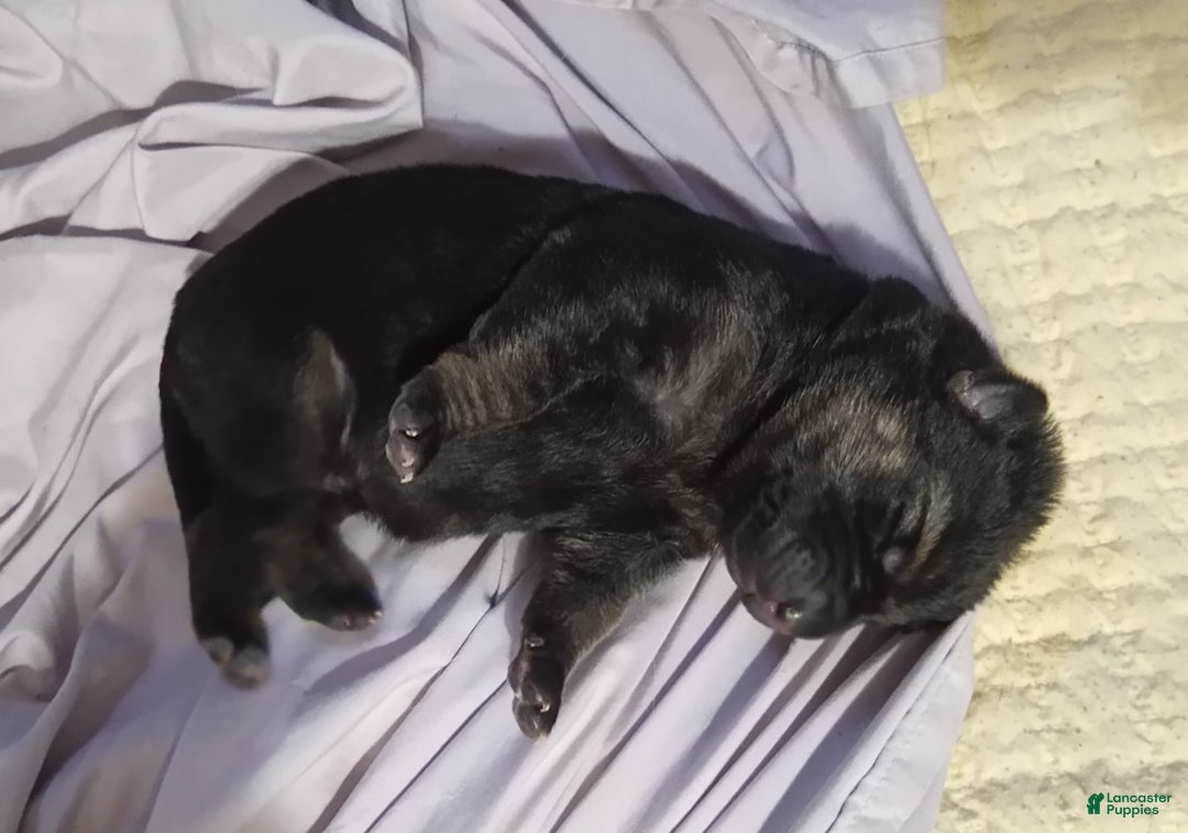 German Shepherd dogs for sale: Diamond - Ad 32