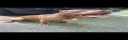 American Pit Bull Terrier dogs for sale: Cocco - Ad 6