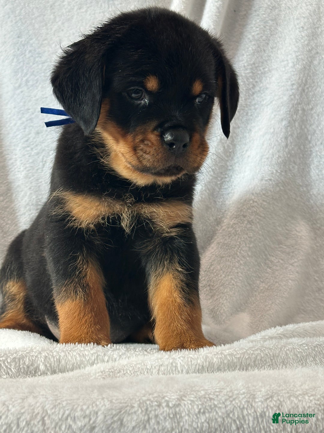 Rottweiler dogs for sale: Rottweiler Puppy 1 - Ad 1