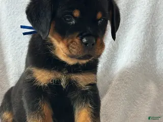 Rottweiler dogs Rottweiler Puppy 1 - Ad 16