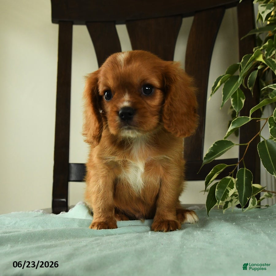Cavalier King Charles Spaniel dogs Oliver - Ad 2