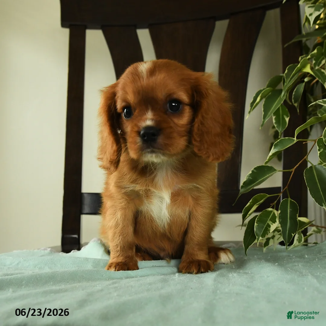 Cavalier King Charles Spaniel dogs for sale: Oliver - Ad 2