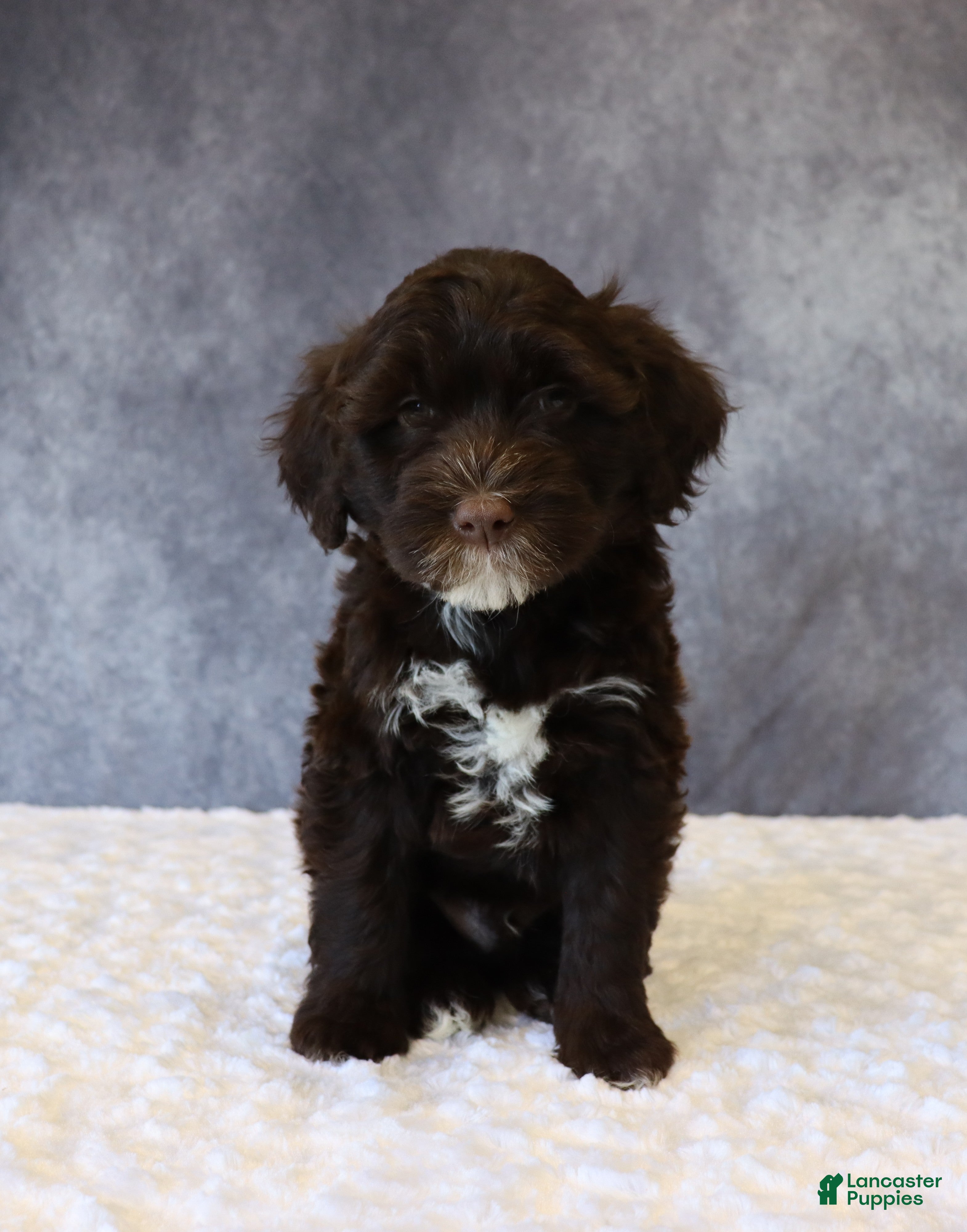 Portuguese Water Dog dogs Travis - Ad 33