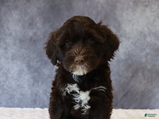 Portuguese Water Dog dogs Travis - Ad 36
