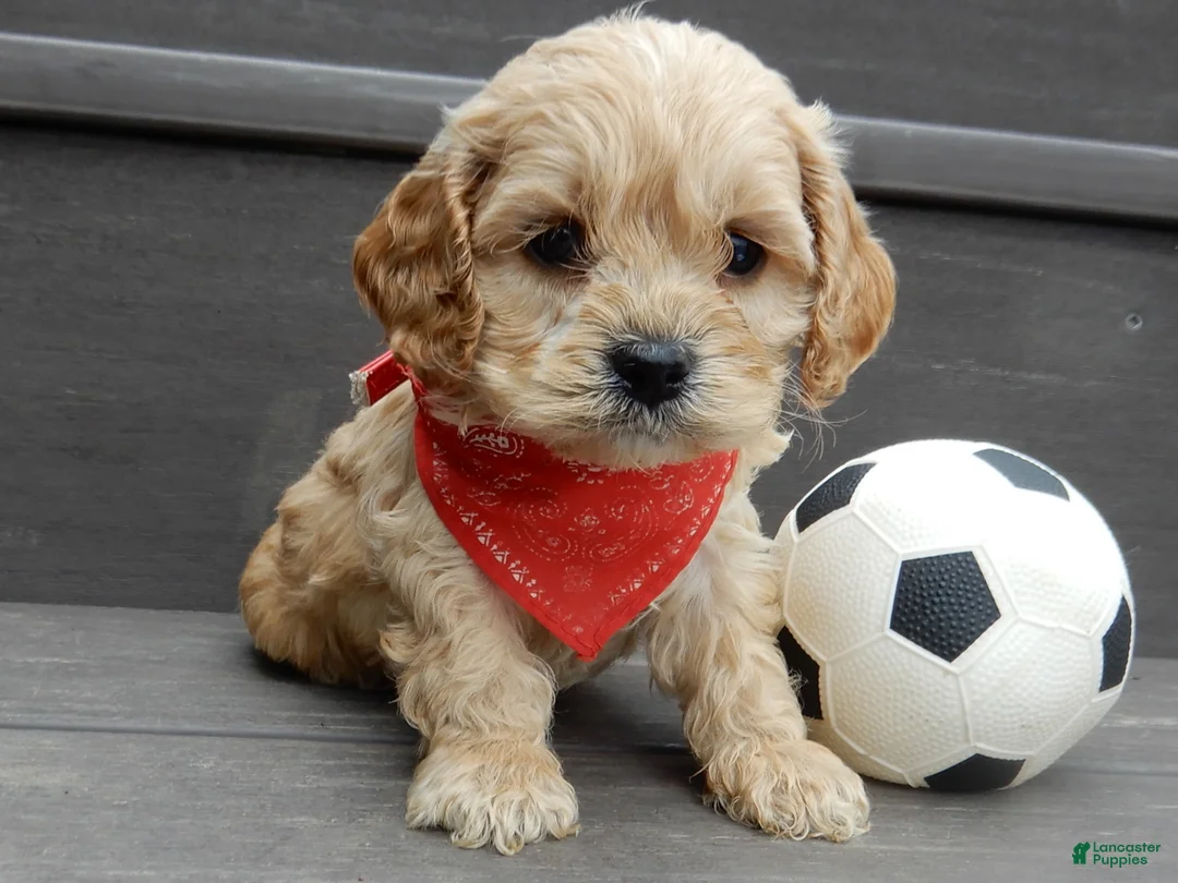 Cockapoo dogs for sale: Shawn - Ad 2