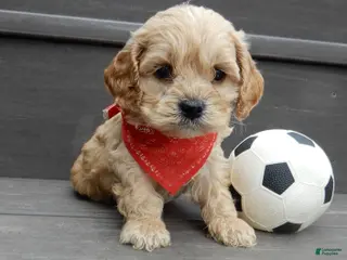 Cockapoo dogs Shawn - Ad 38