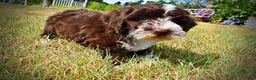 Havapoo dogs for sale: Katie - Ad 8