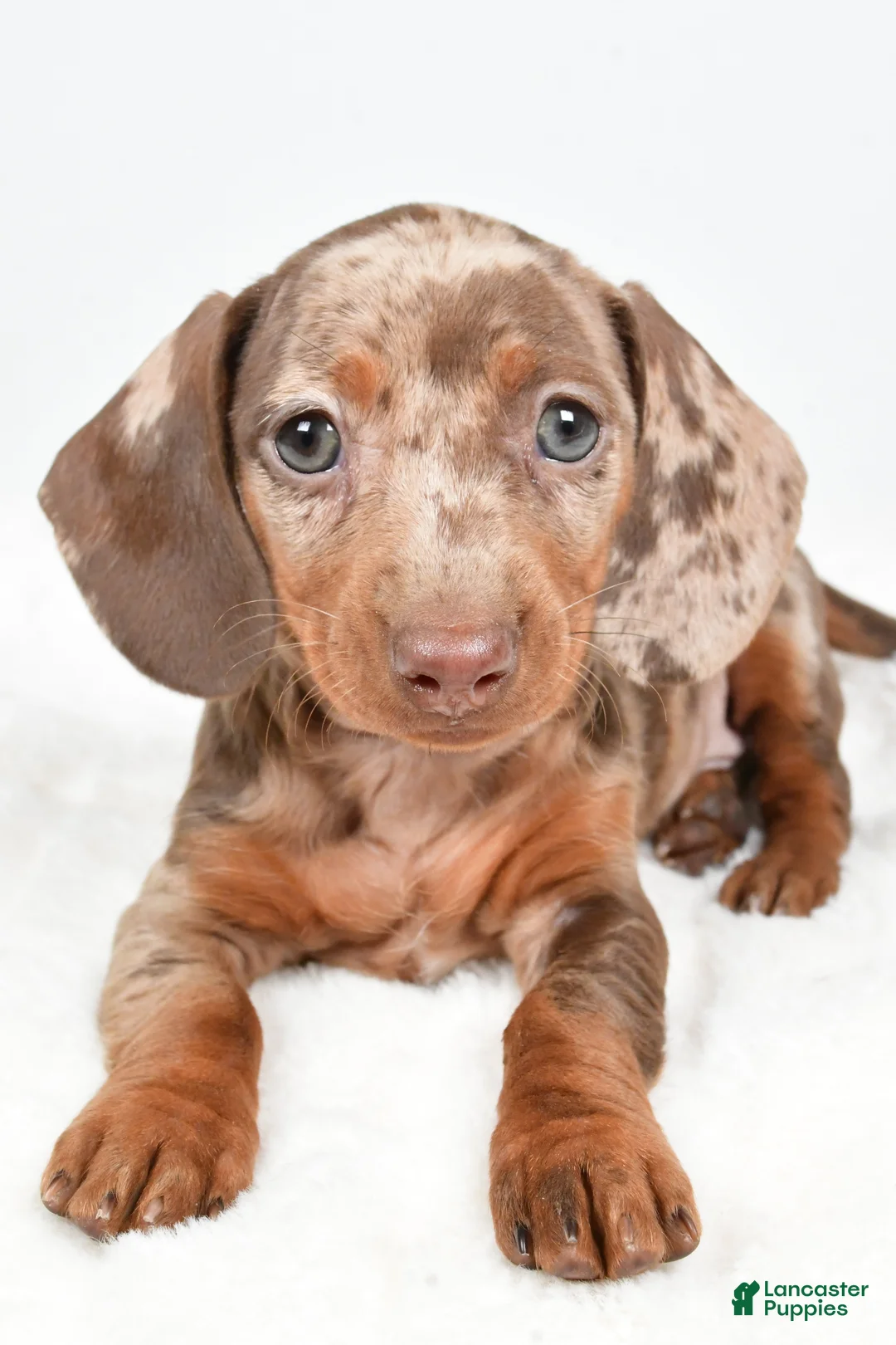 Dachshund dogs for sale: Sadie - Ad 2