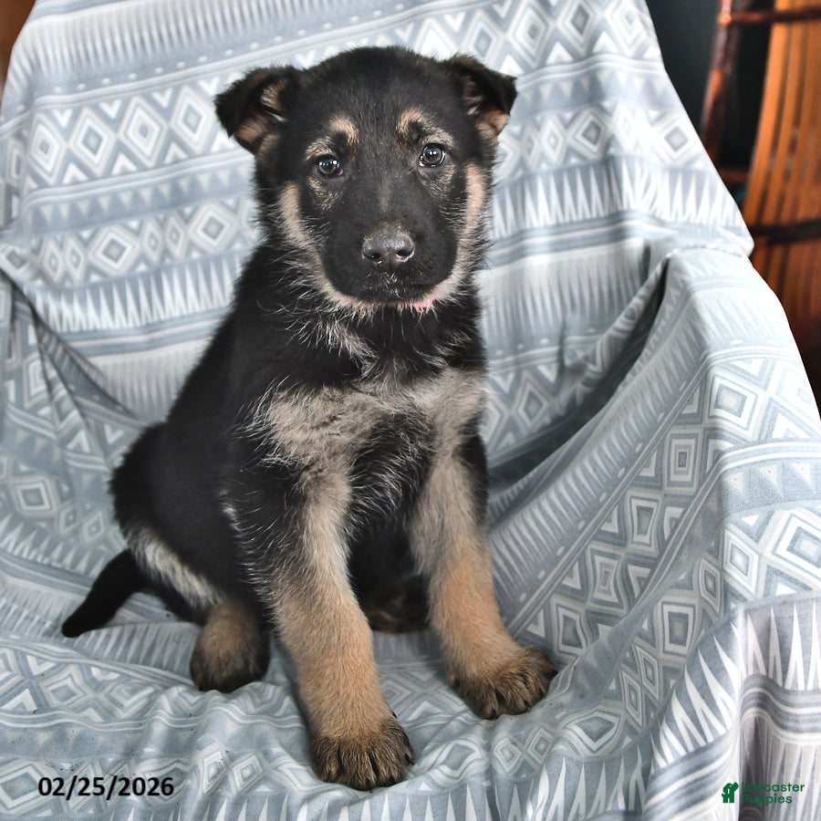 German Shepherd dogs Tyler - Ad 2