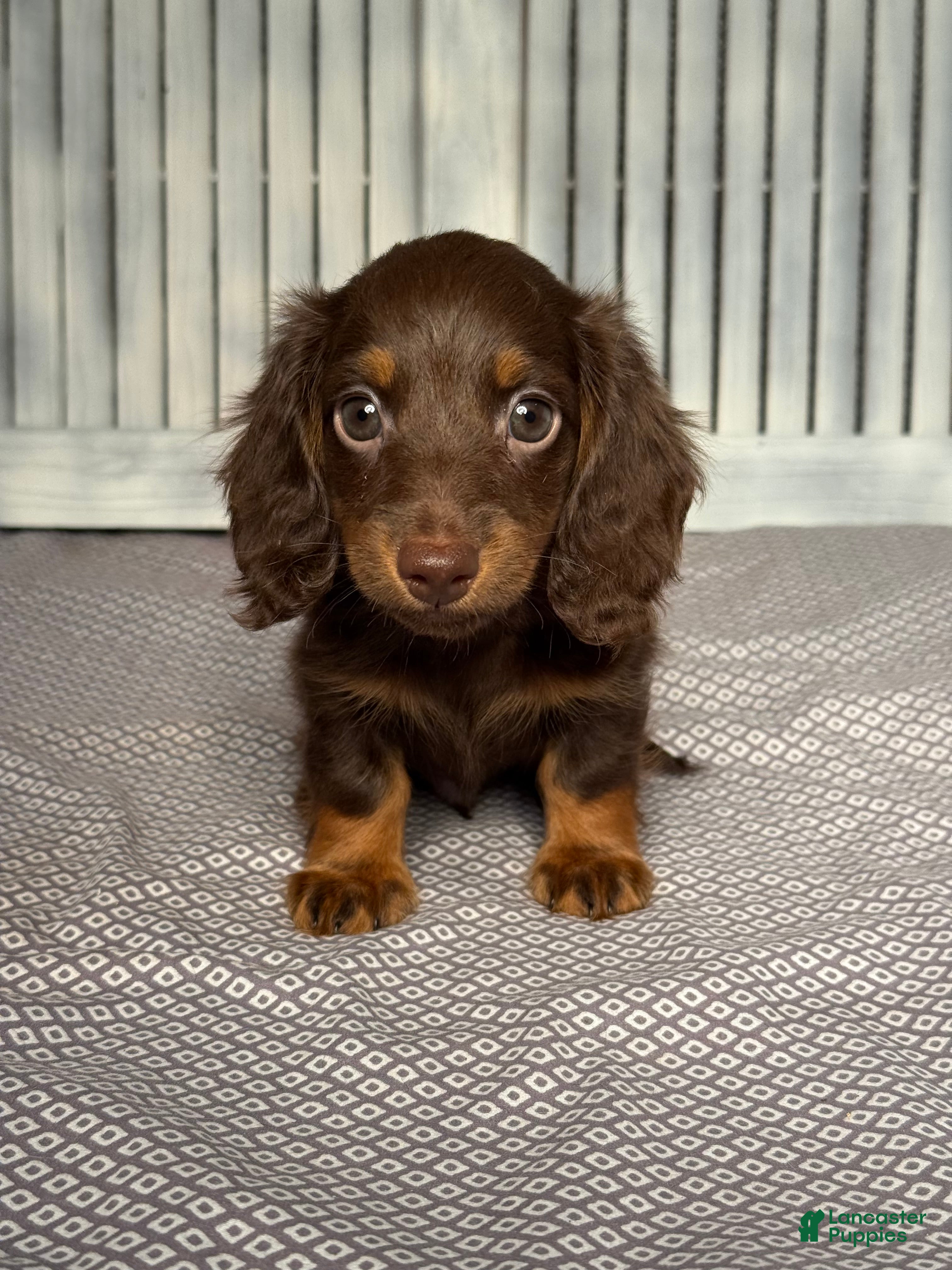 Miniature Dachshund dogs Johnny - Ad 1