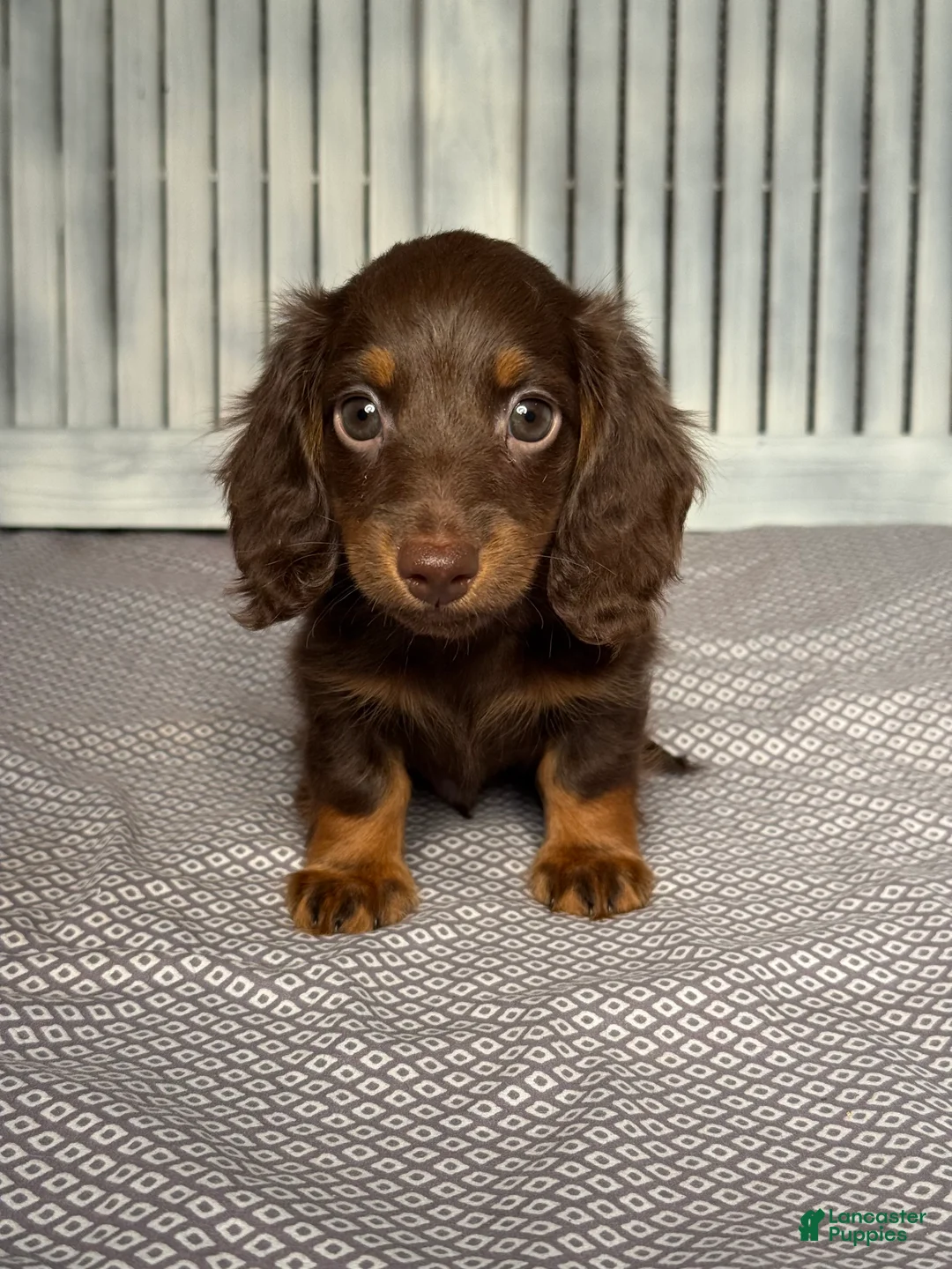 Miniature Dachshund dogs for sale: Johnny - Ad 1