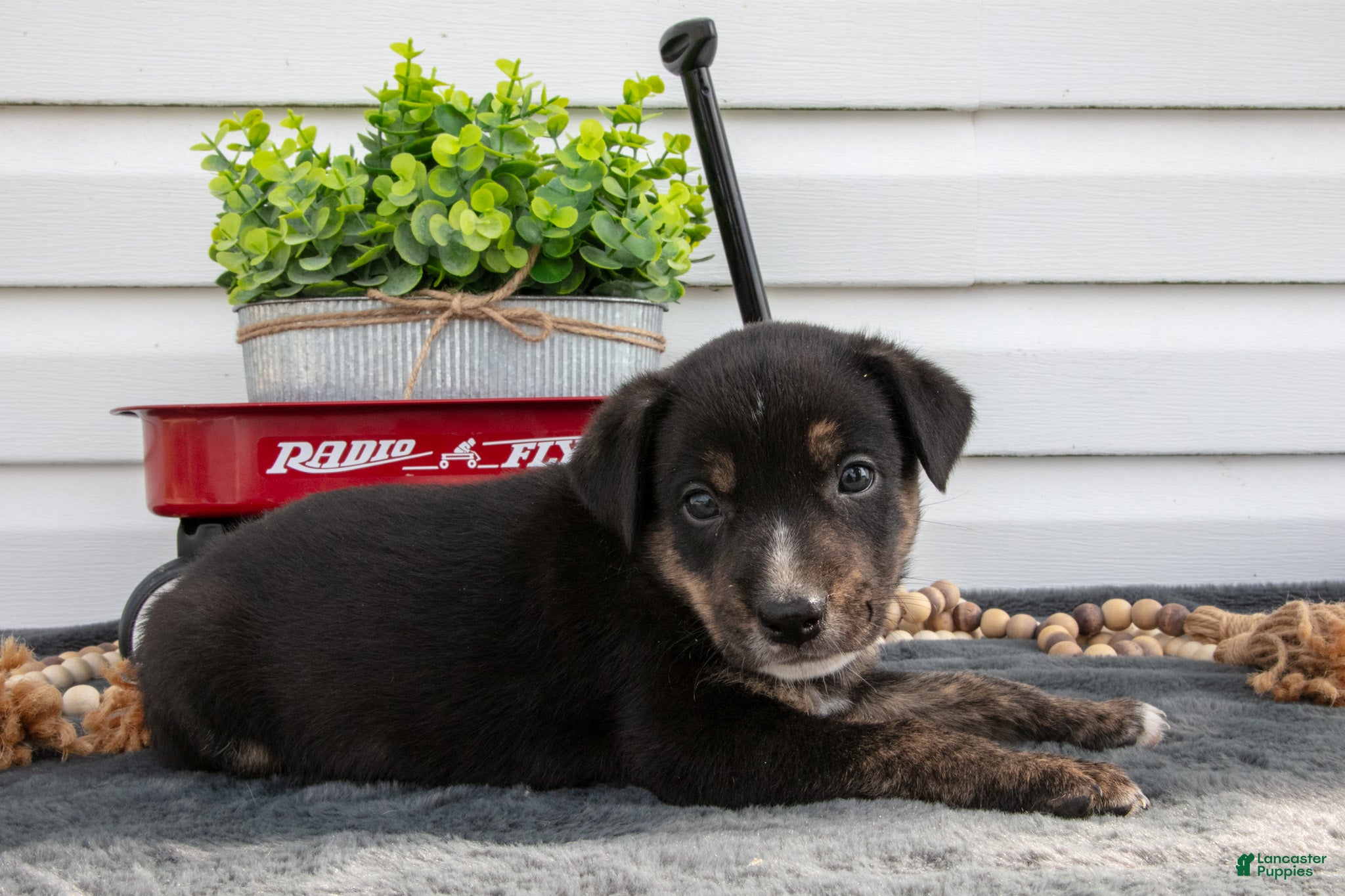 Jack Chi dogs Bronco - Ad 1