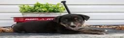Jack Chi dogs for sale: Bronco - Ad 1