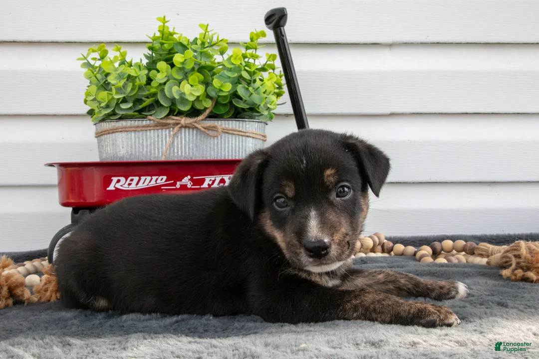 Jack Chi dogs for sale: Bronco - Ad 1