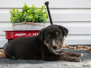 Jack Chi dogs for sale: Bronco - Ad 2
