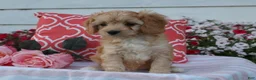 Cavapoo dogs for sale: Hadley - Ad 4