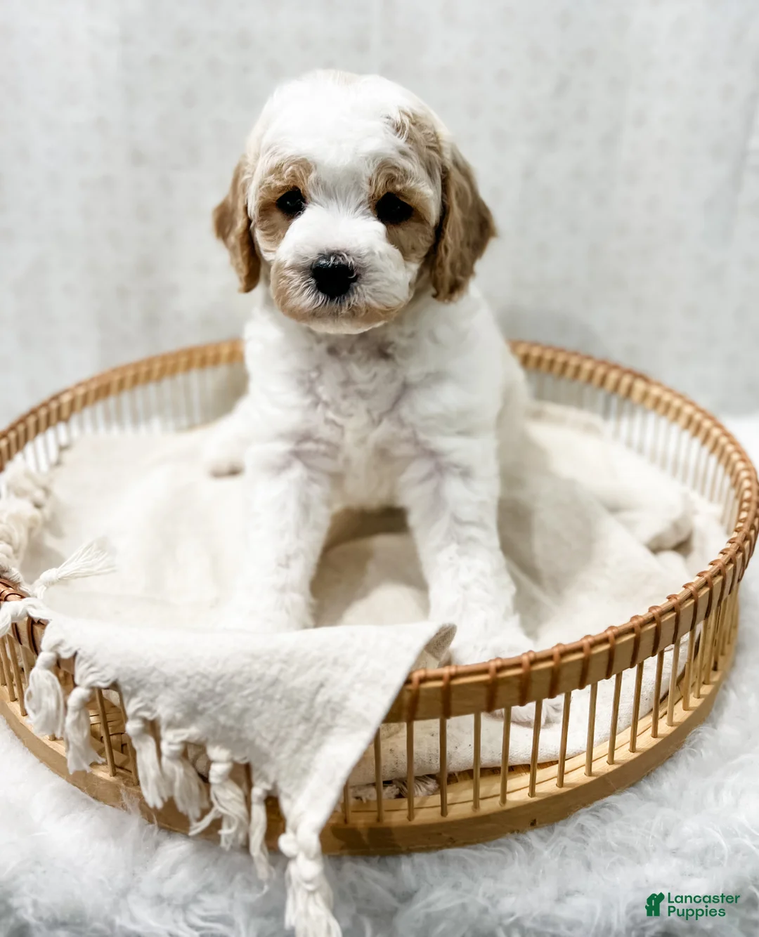 Cavapoo dogs for sale: River - Ad 3