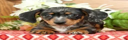 Miniature Dachshund dogs for sale: Snickers - Ad 5