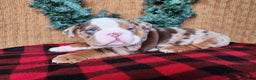 English Bulldog dogs for sale: Frisco - Ad 4