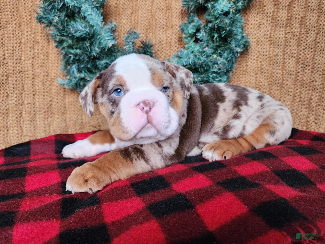 English Bulldog dogs for sale: Frisco - Ad 4