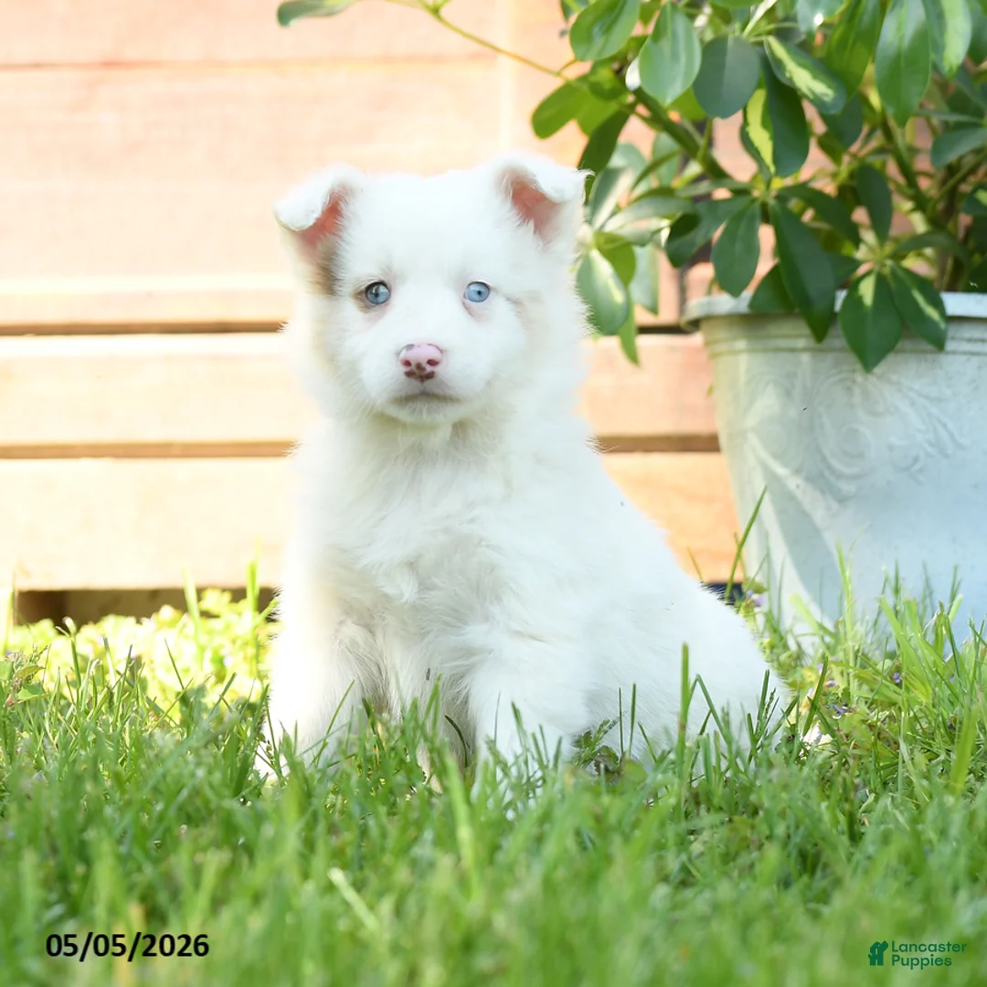 Miniature Australian Shepherd dogs for sale: Gertrude - Ad 3