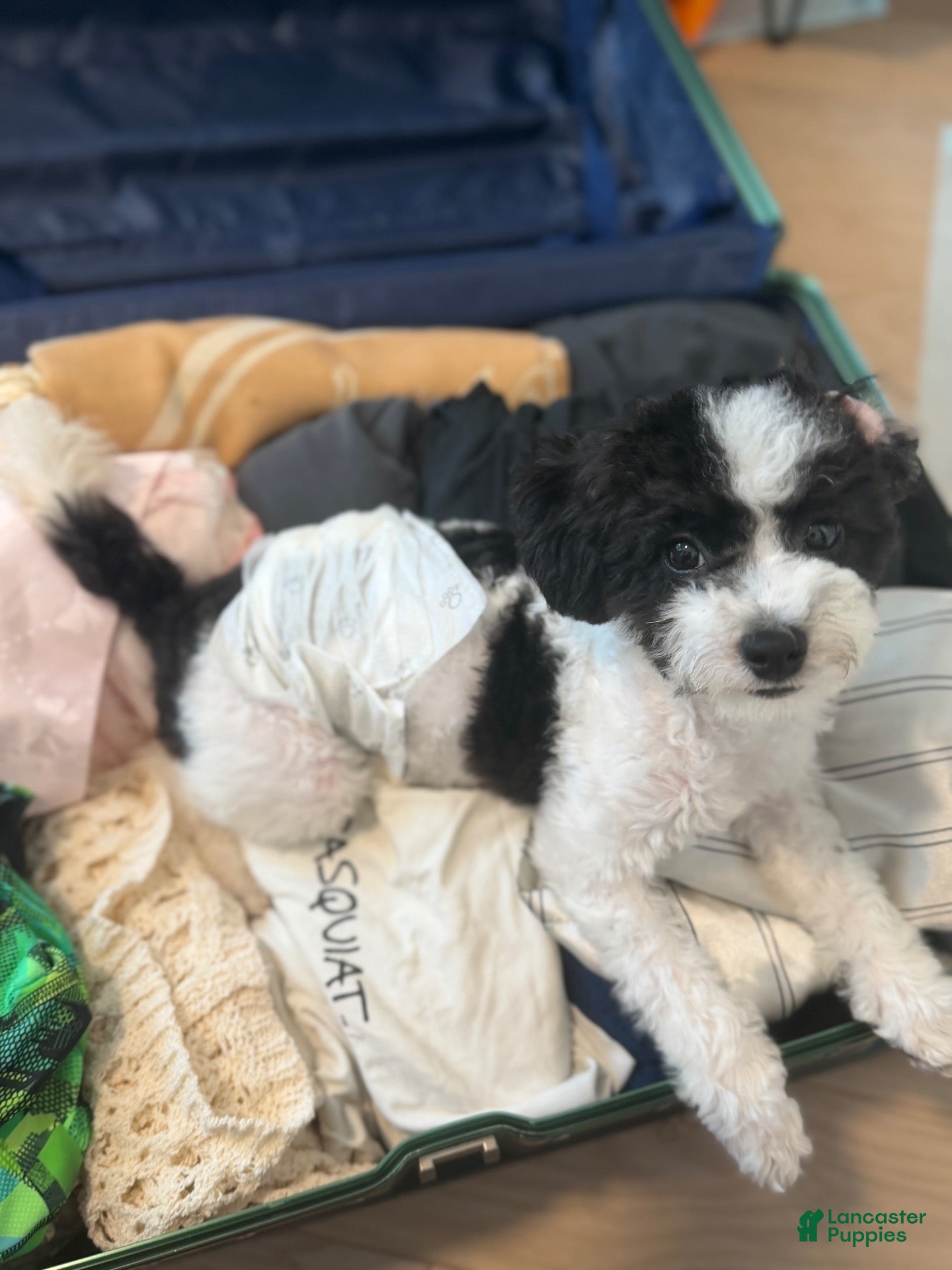 Cavapoo dogs Miki - Ad 26