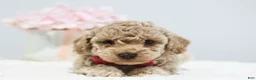 Toy Poodle dogs for sale: Chloe - Ad 4
