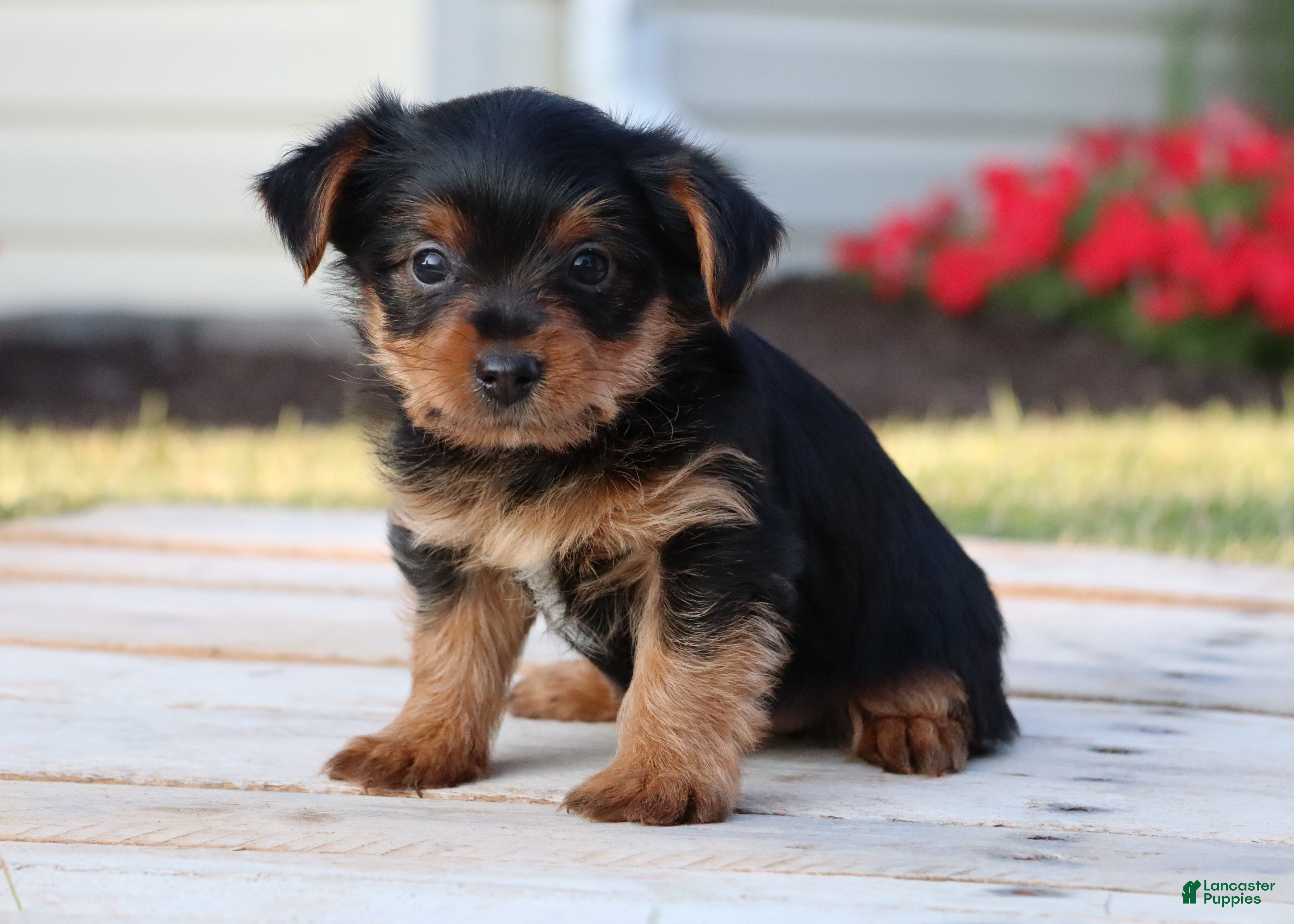 Yorkshire Terrier dogs Cola - Ad 2