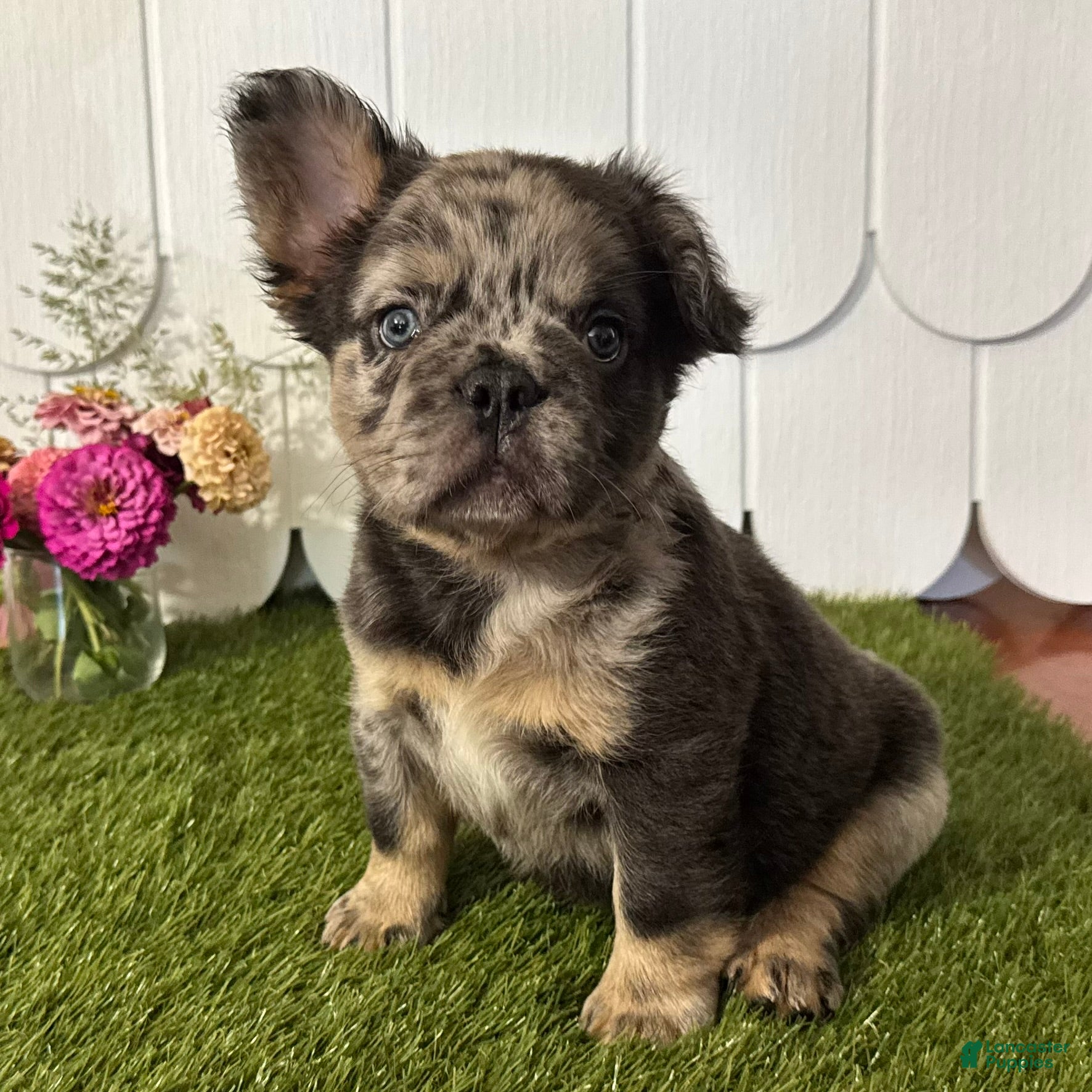 French Bulldog dogs Girlie - Ad 2