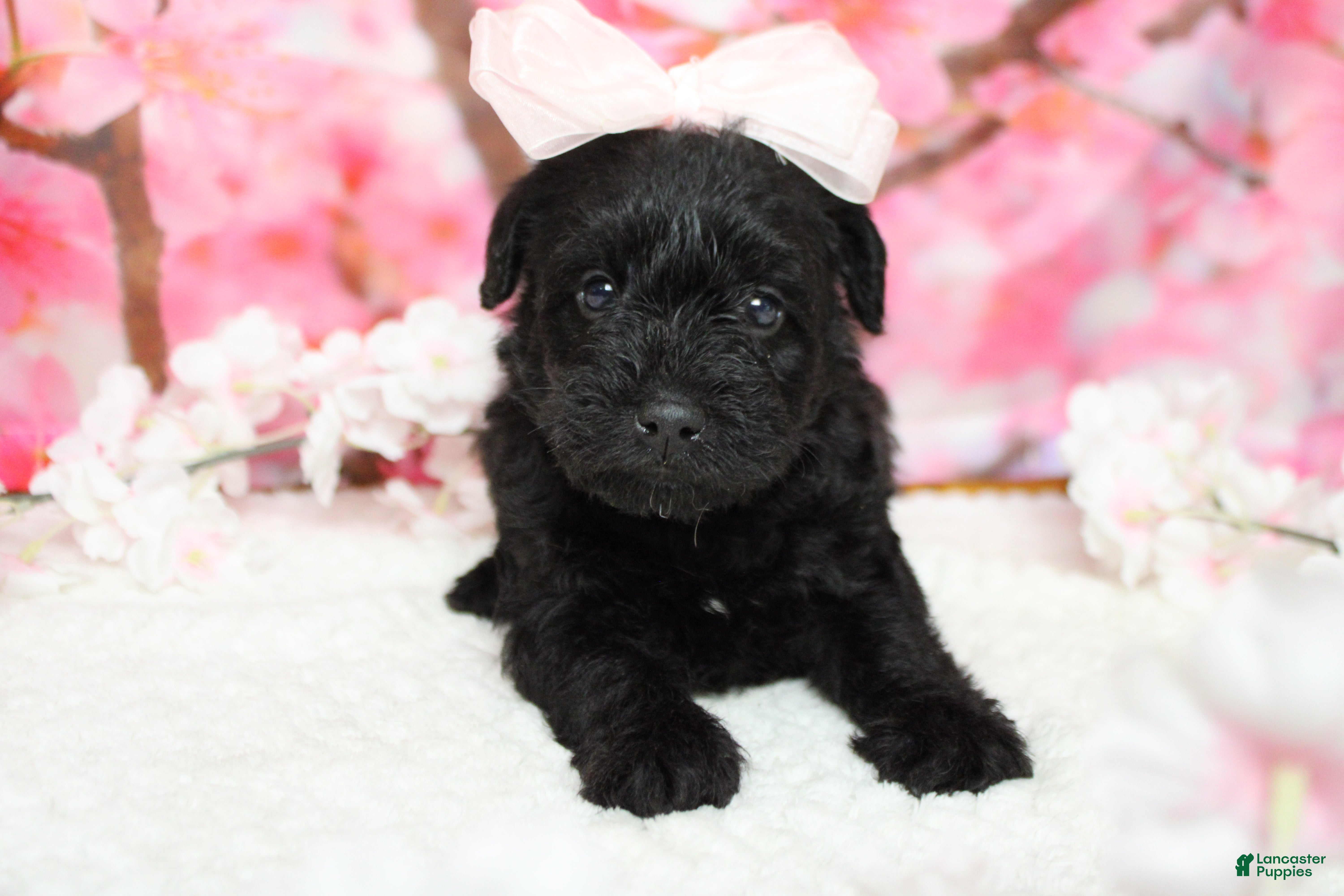 Schnoodle dogs Cabernet  - Ad 10