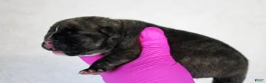 Black Brindle Female