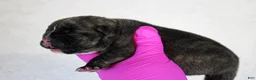 American Bully dogs for sale: Black Brindle Female - Ad 1