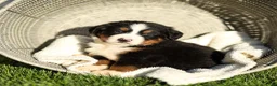 Bernese Mountain Dog dogs for sale: Janette Bernese Mountain Dog  - Ad 3